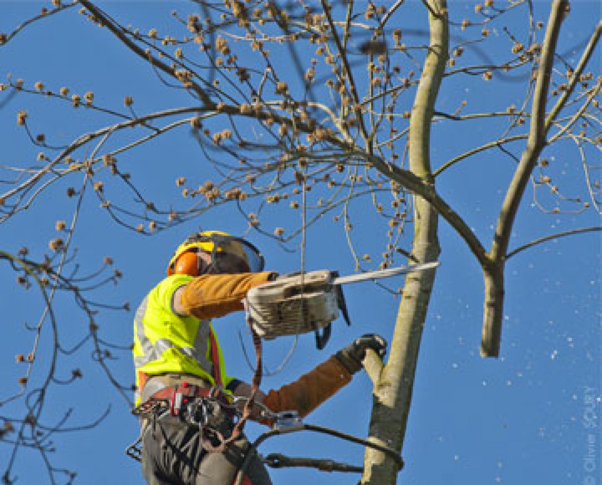 Etêtage arbre Vaucluse - Artisan Asmus