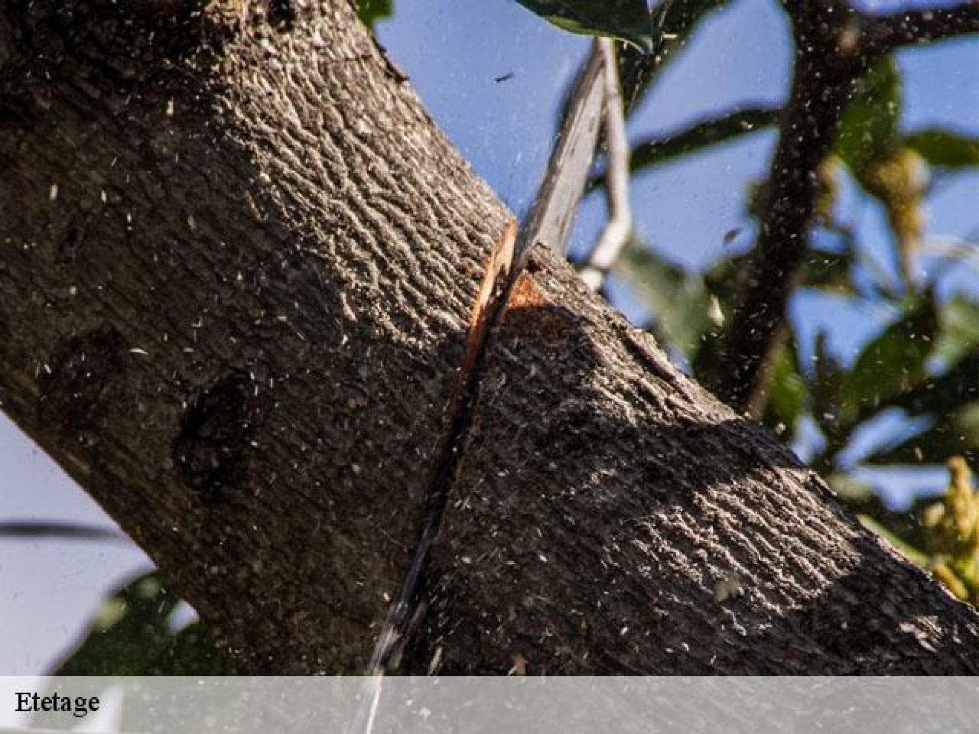 étêtage d’arbre