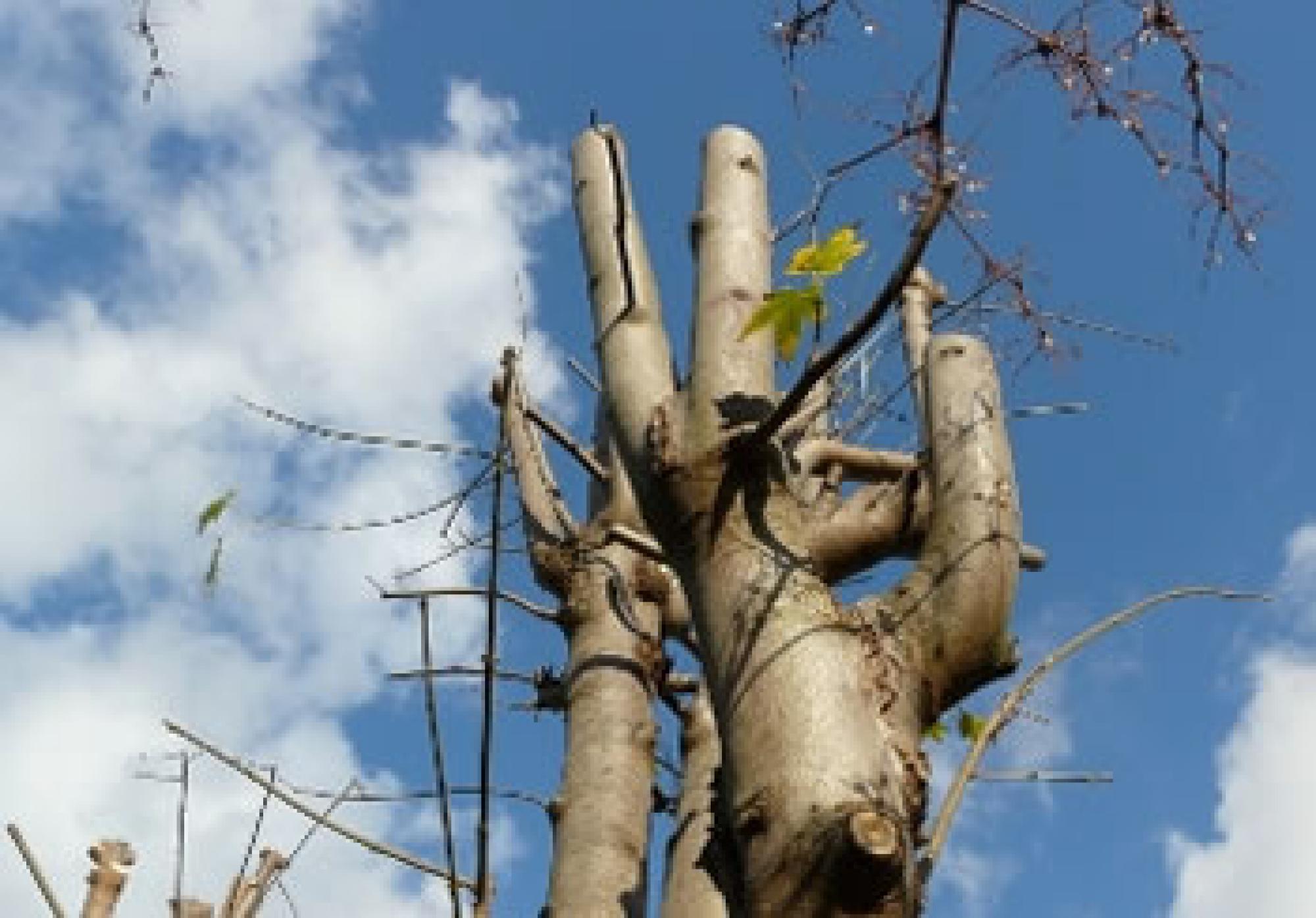 étêtage d’arbre