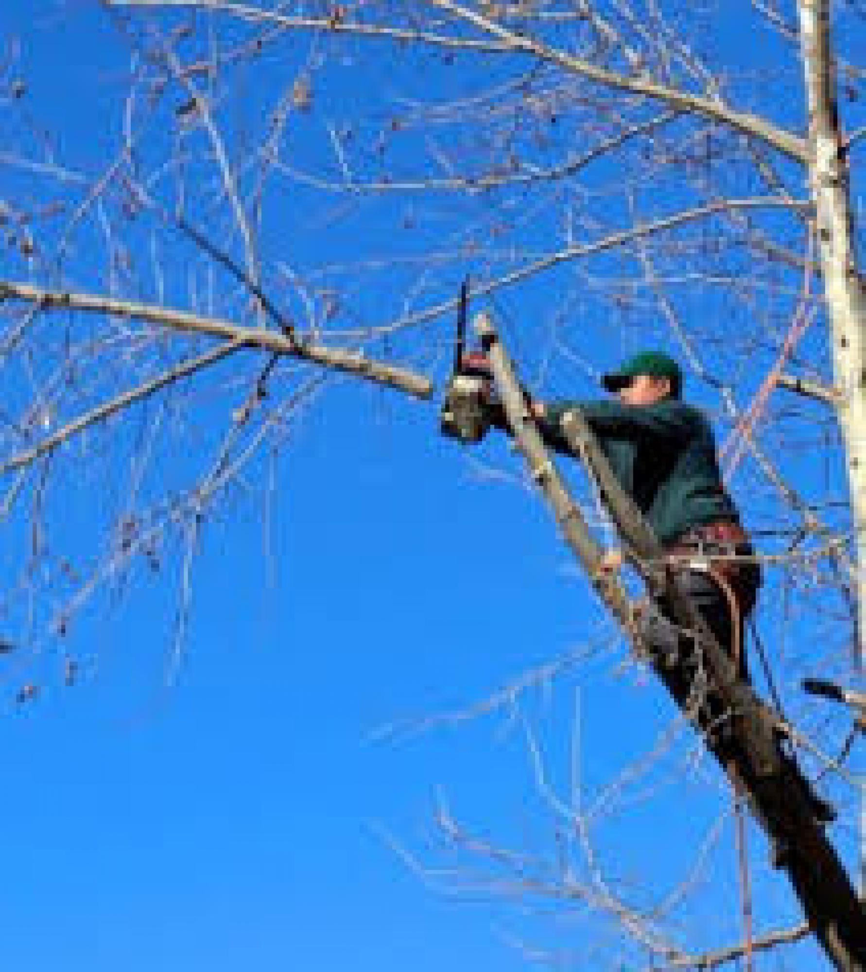 étêtage d’arbre