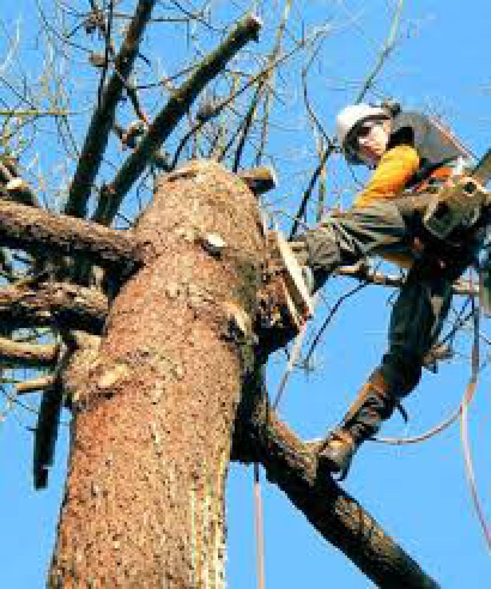 étêtage d’arbre