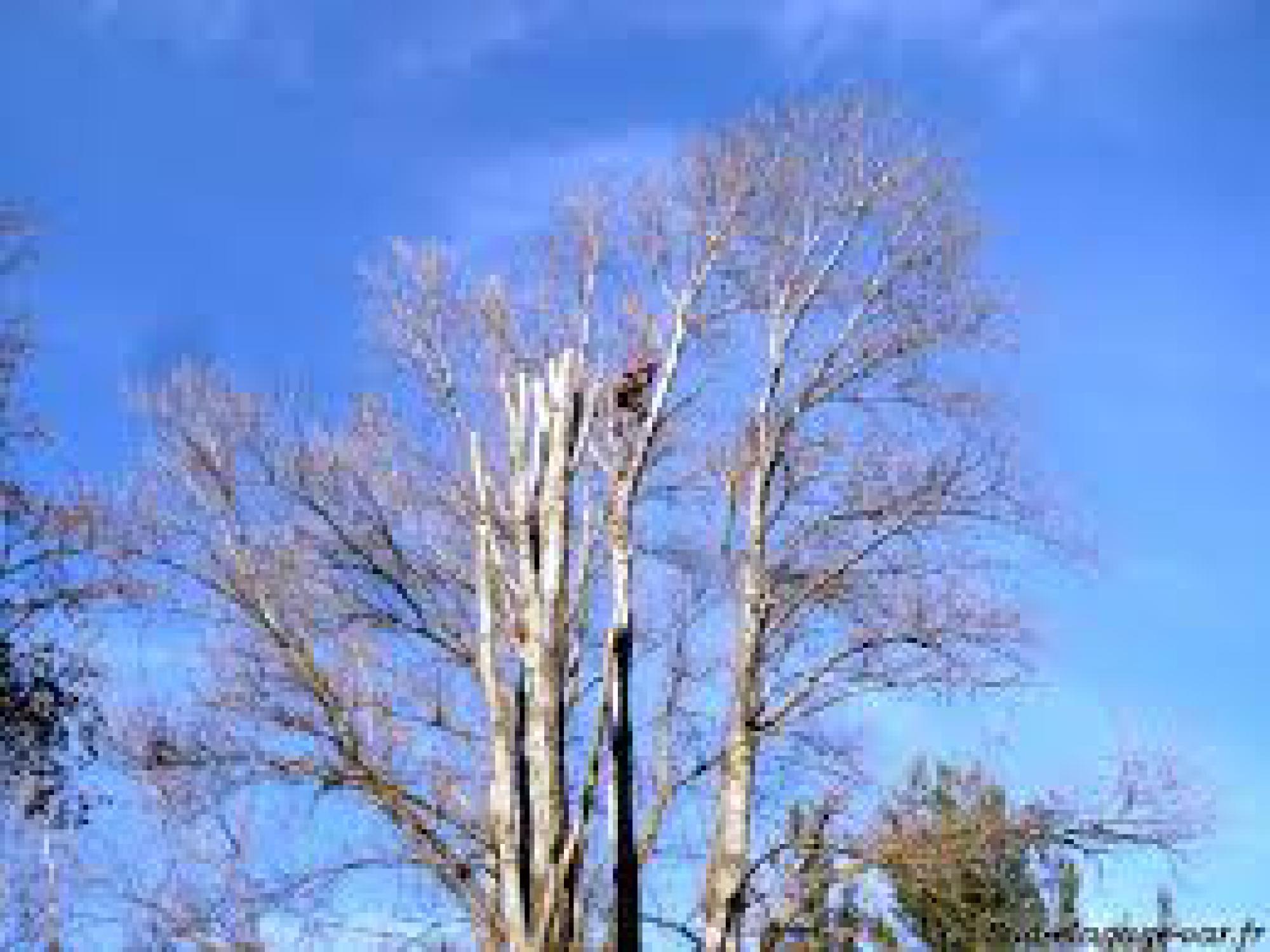 étêtage d’arbre