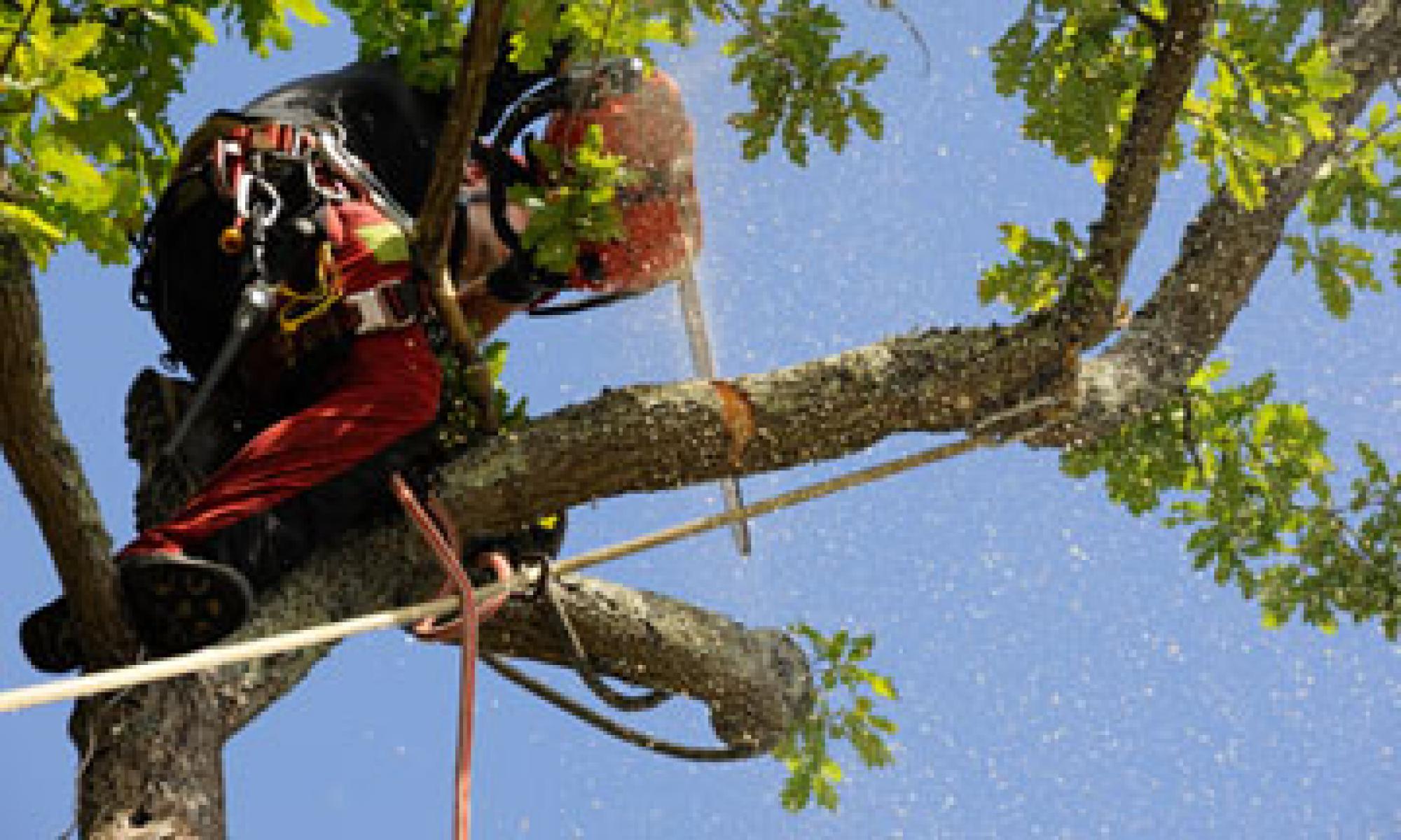 étêtage d’arbre