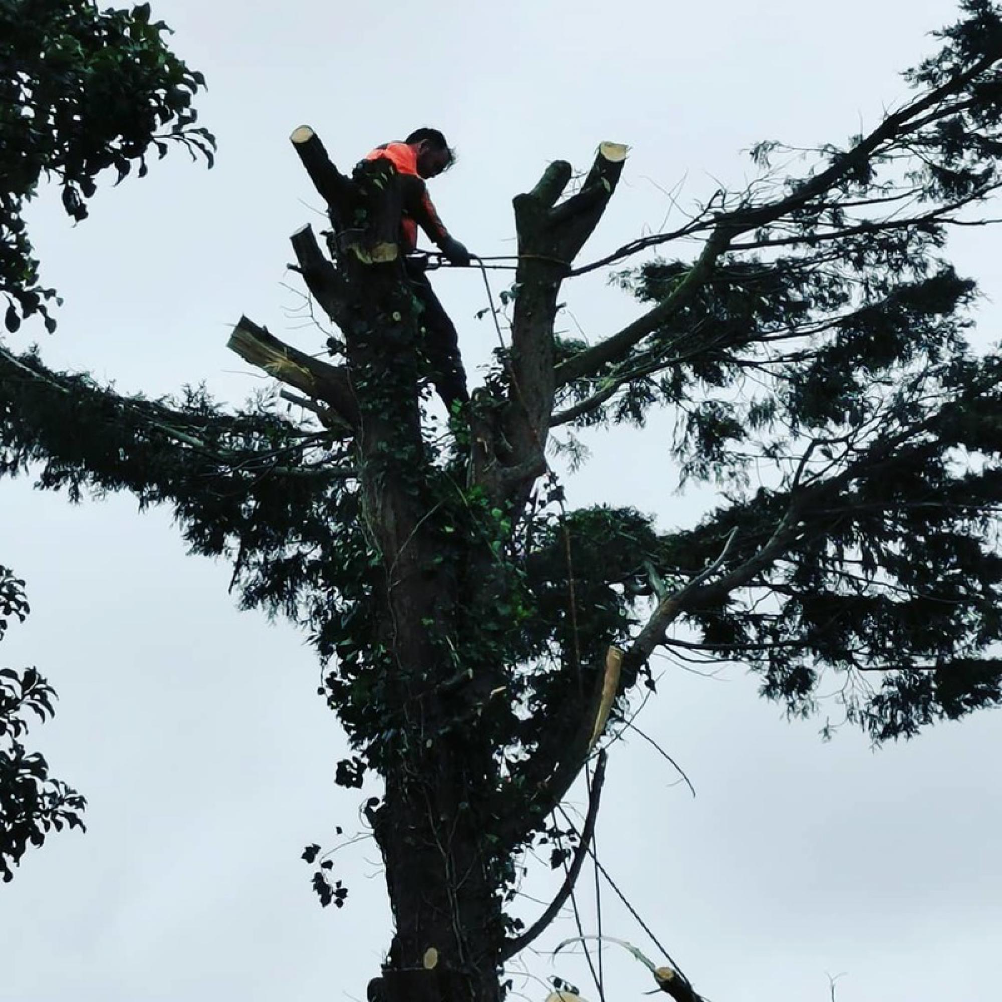 Étêtage d'arbre Rhône Artisan Buche