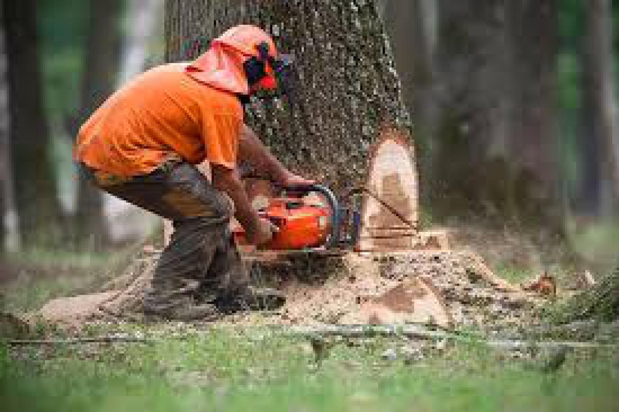 Étêtage d'arbre Tarn Artisan Benoni