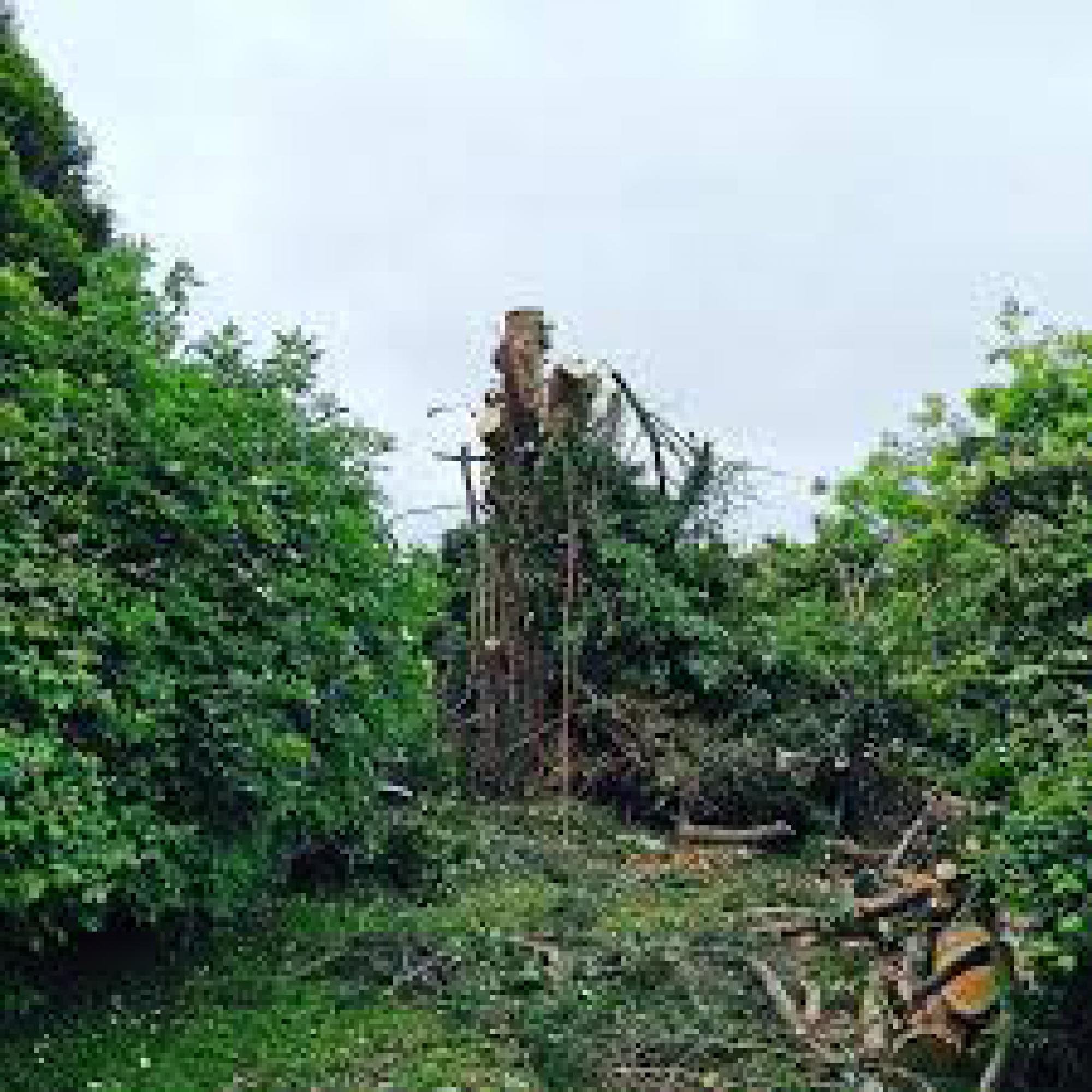 Étêtage d'arbre Seine-Saint-Denis Artisan Sauvageot