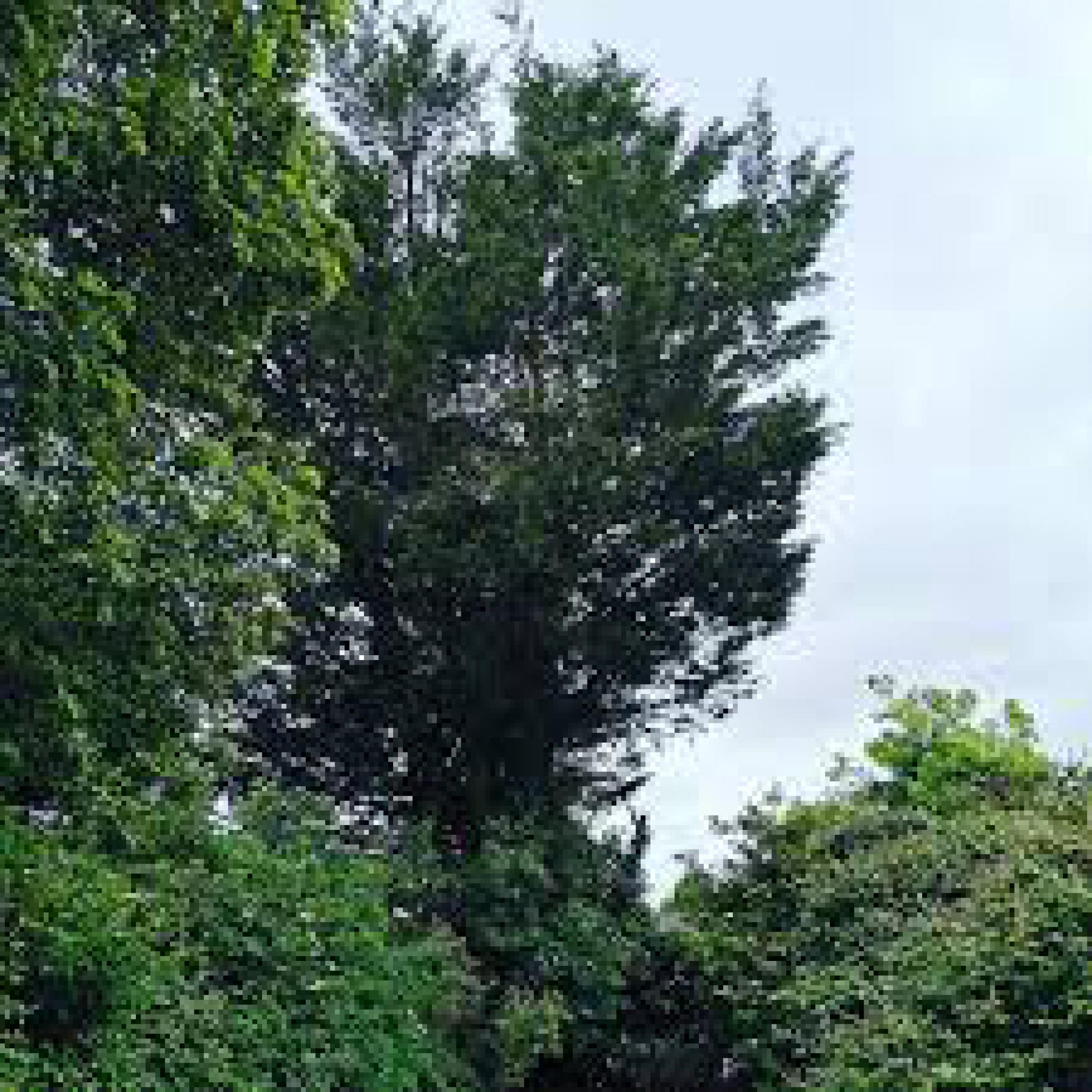 Etêtage d'arbre Charente Artisan Marsault