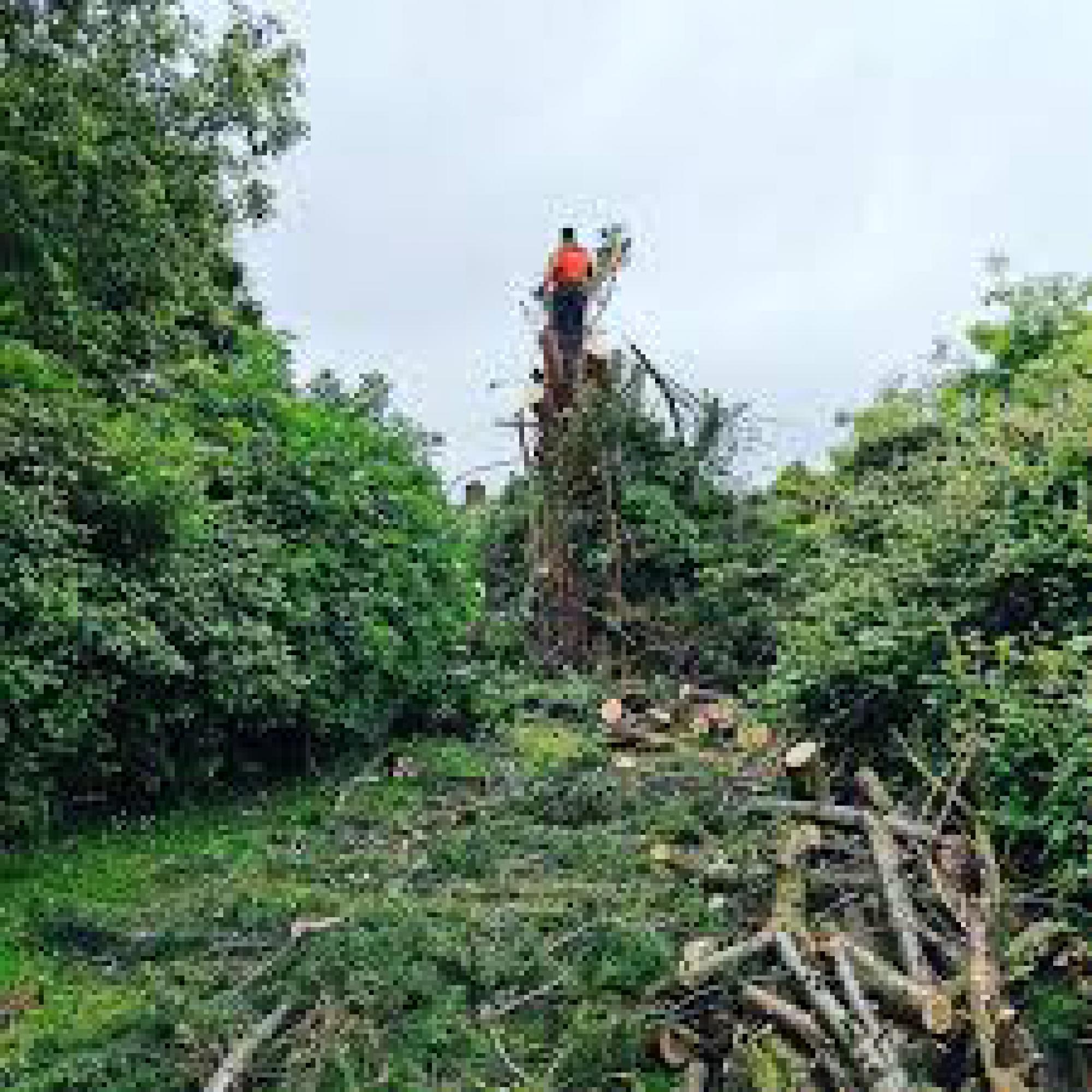 Étêtage d'arbre Isère Artisan Muller