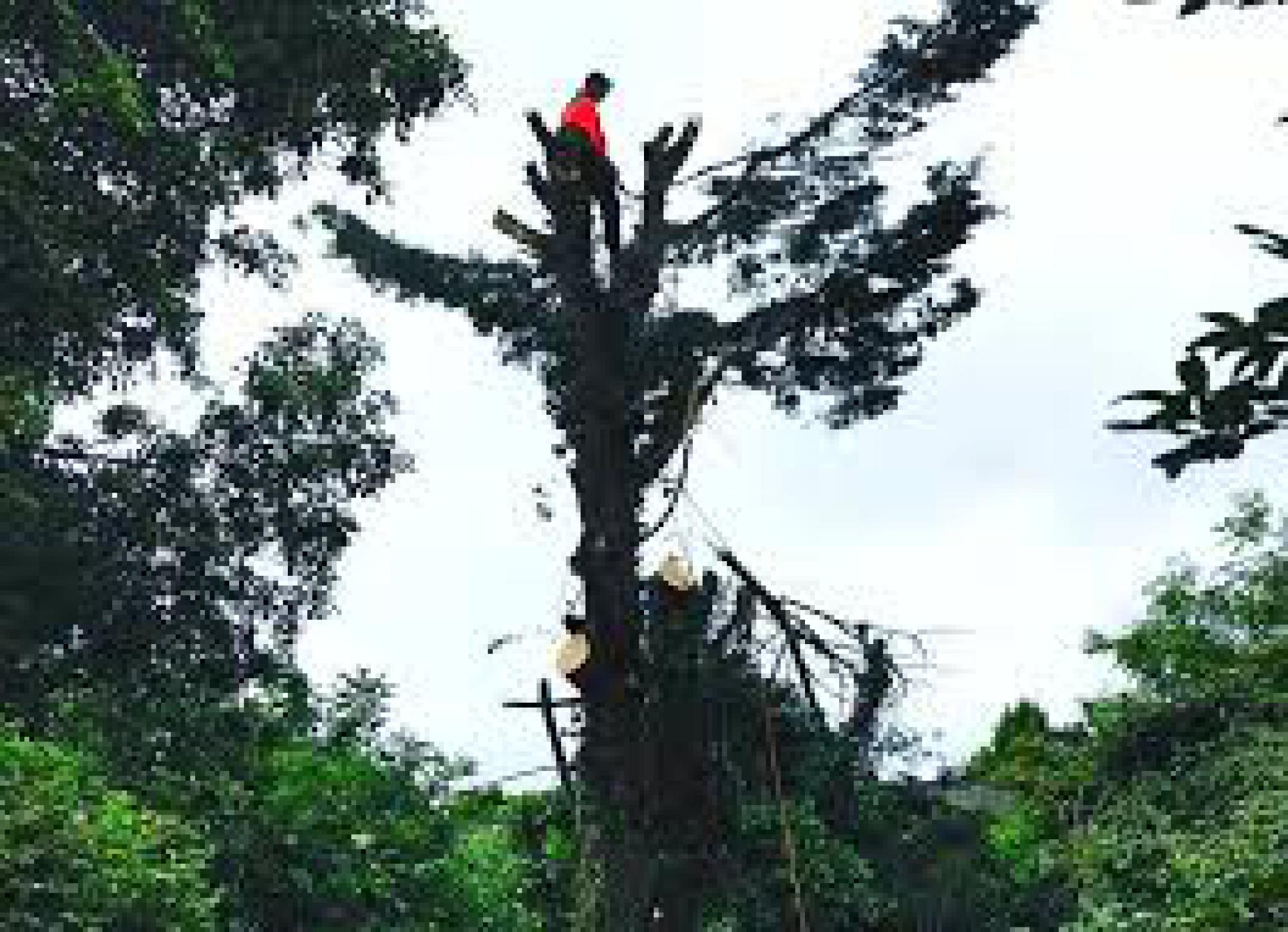 Étêtage d'arbre Drôme Artisan Mickael Paysagiste