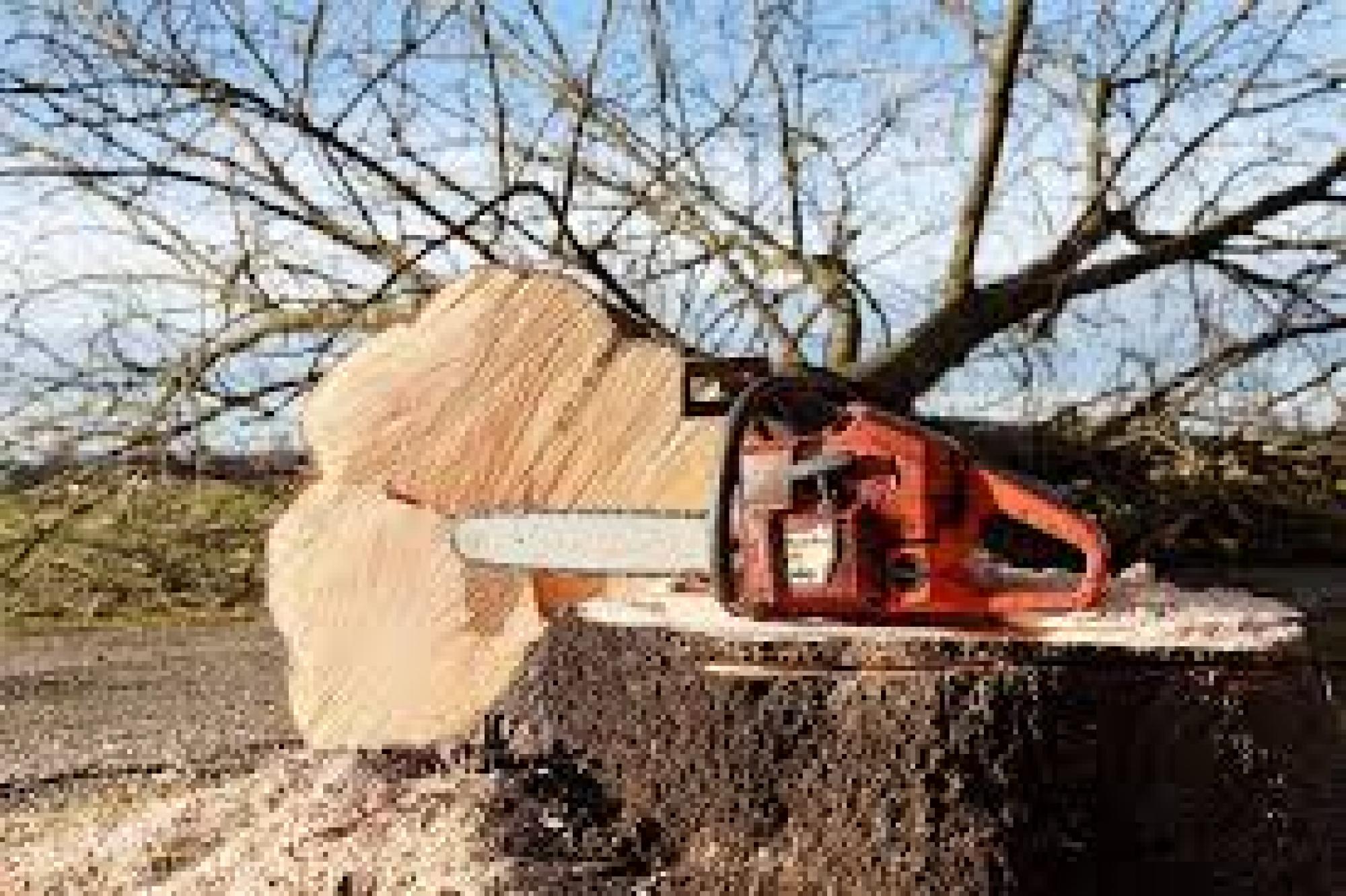 Etêtage d'arbre Haute-Vienne SOS Elagueur