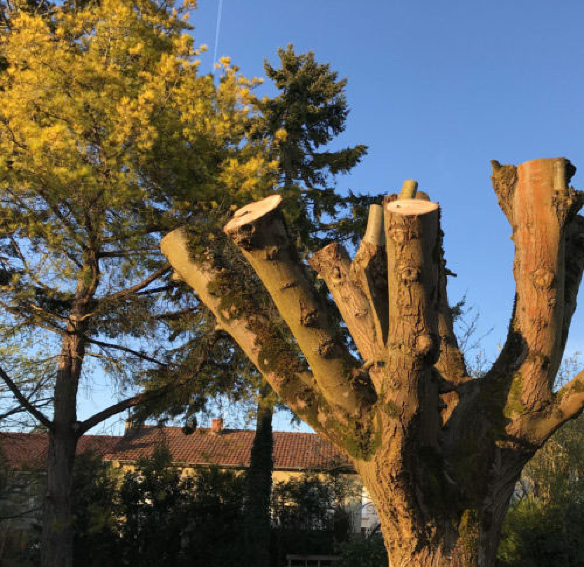 Etétage d'arbre Dordogne Helfrick Elagage