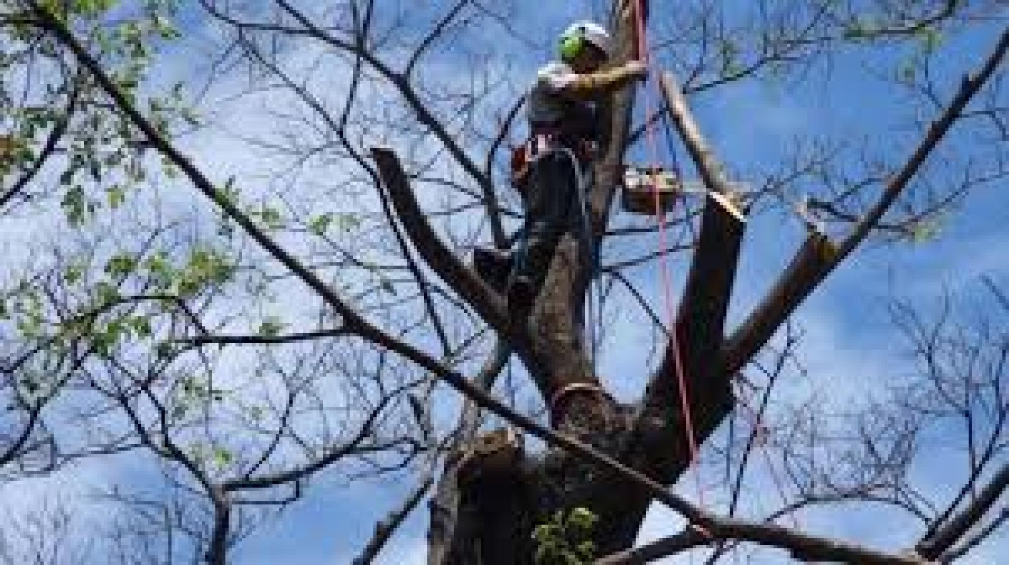 Etétage d'arbre Castanet-Tolosan CAGNIAC Elagage-Nettoyage 