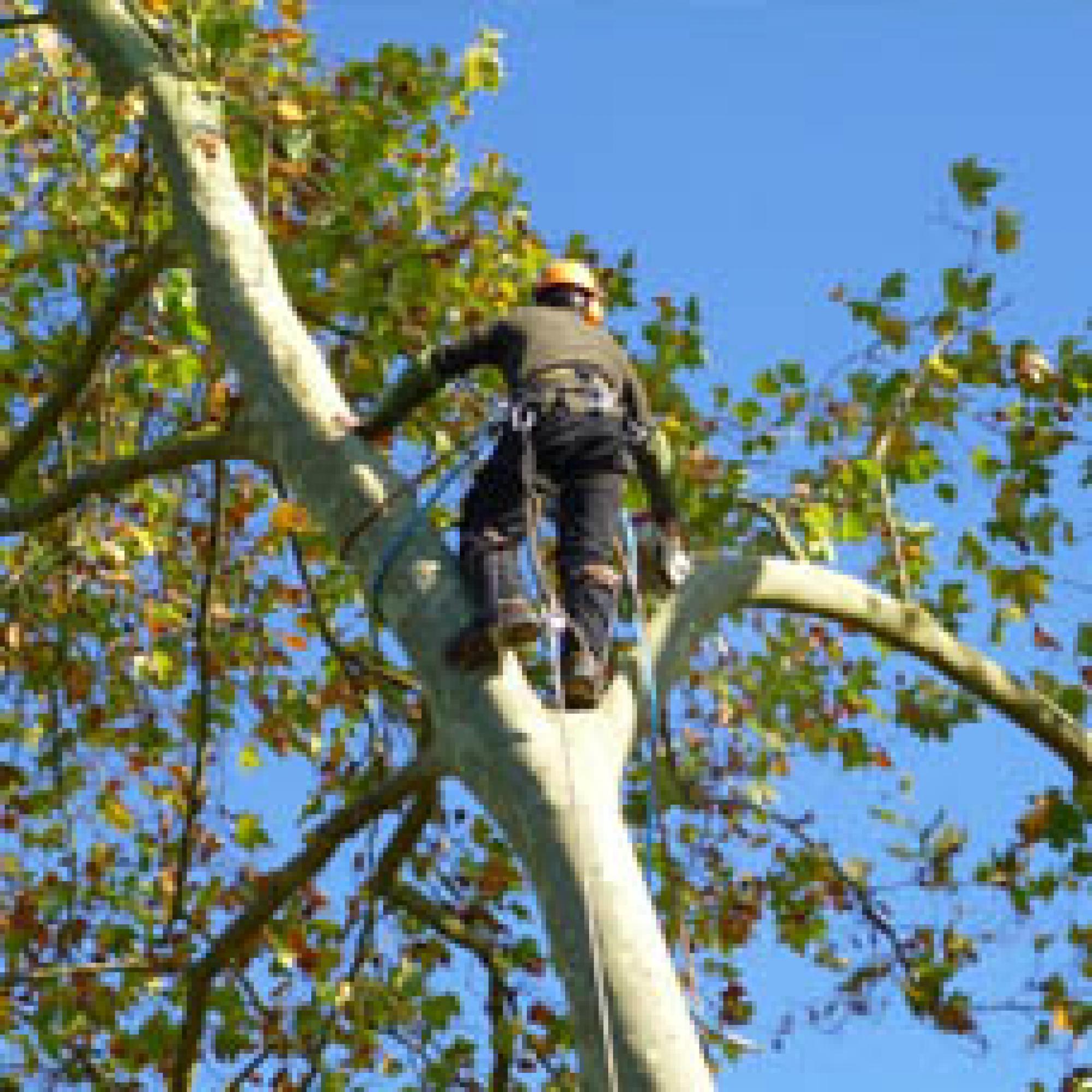 Etétage d'arbre Pas-de-Calais Artisan Chatel