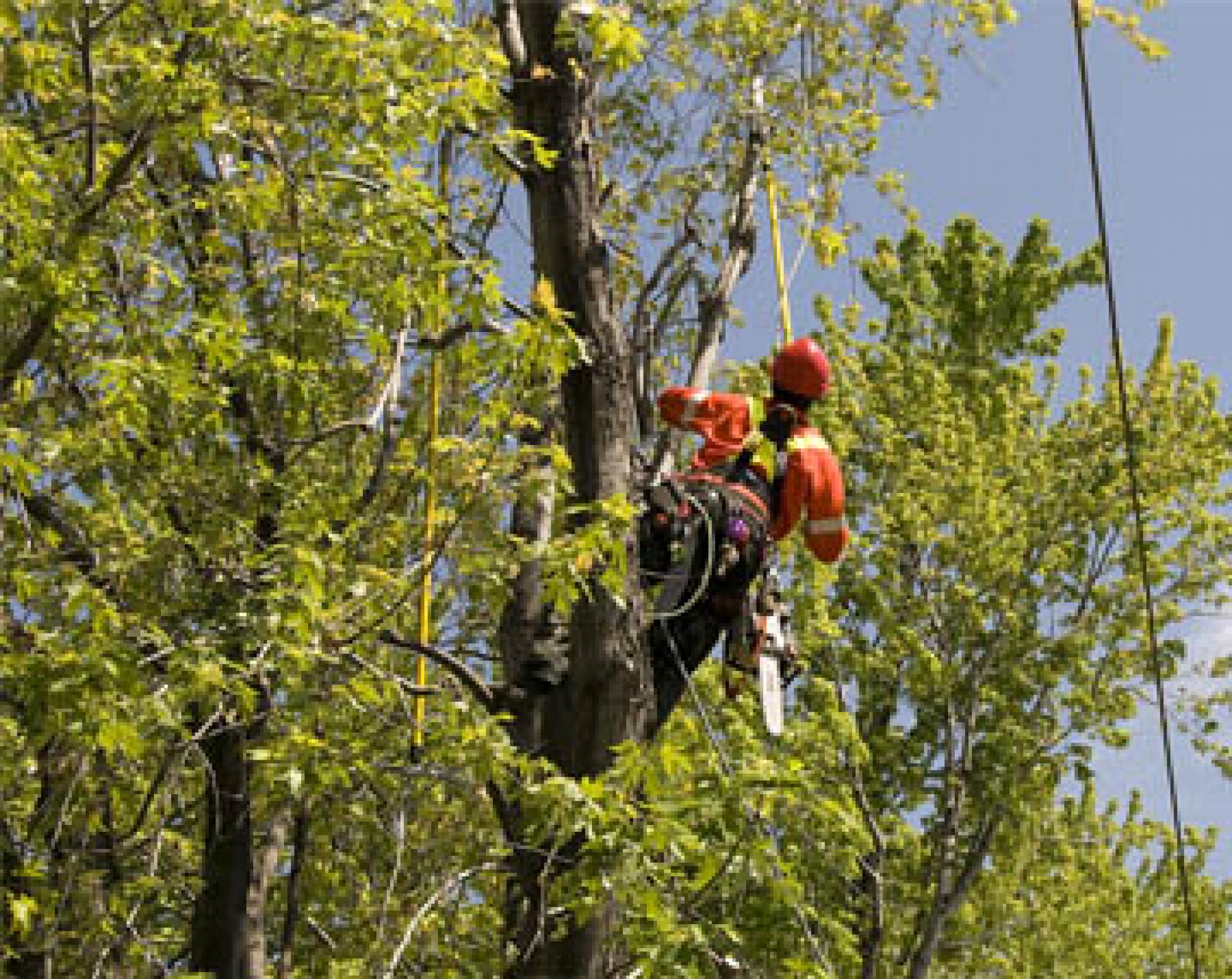 Etétage d'arbre Meurthe-et-Moselle Clement Elagage