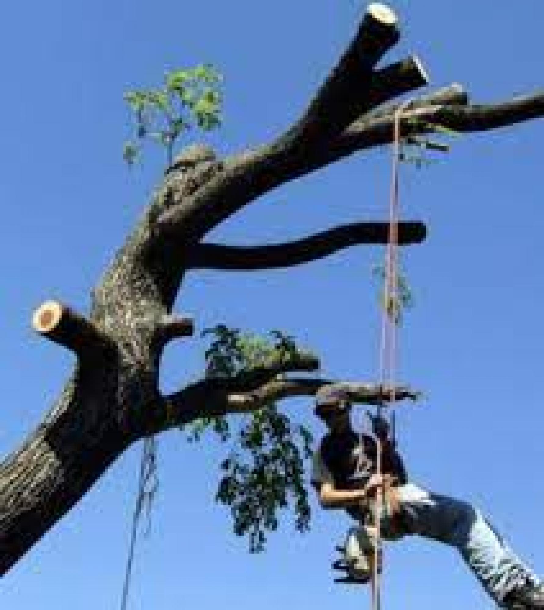 Étêtage arbre