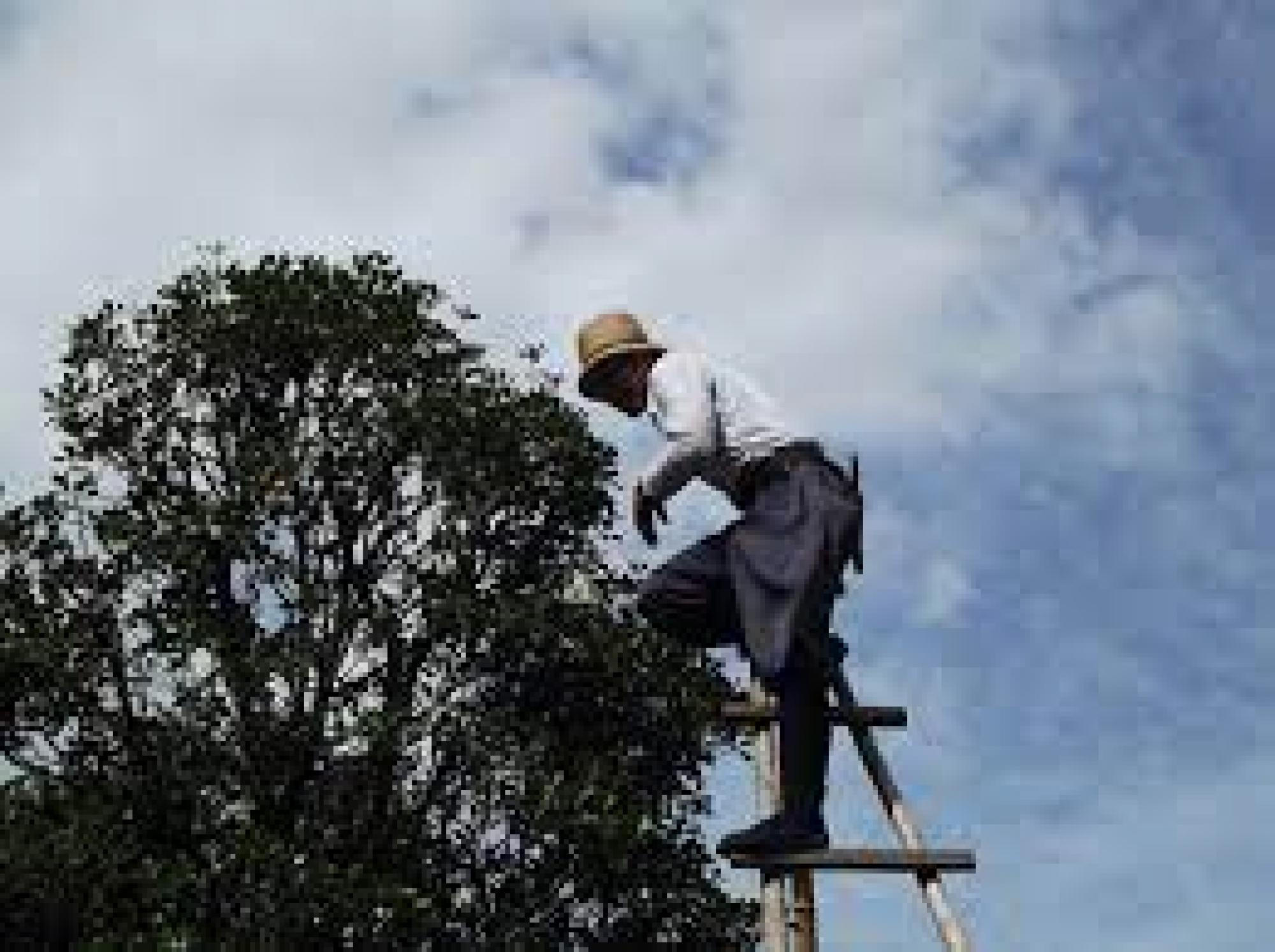 Travaux d'étêtage d'arbre