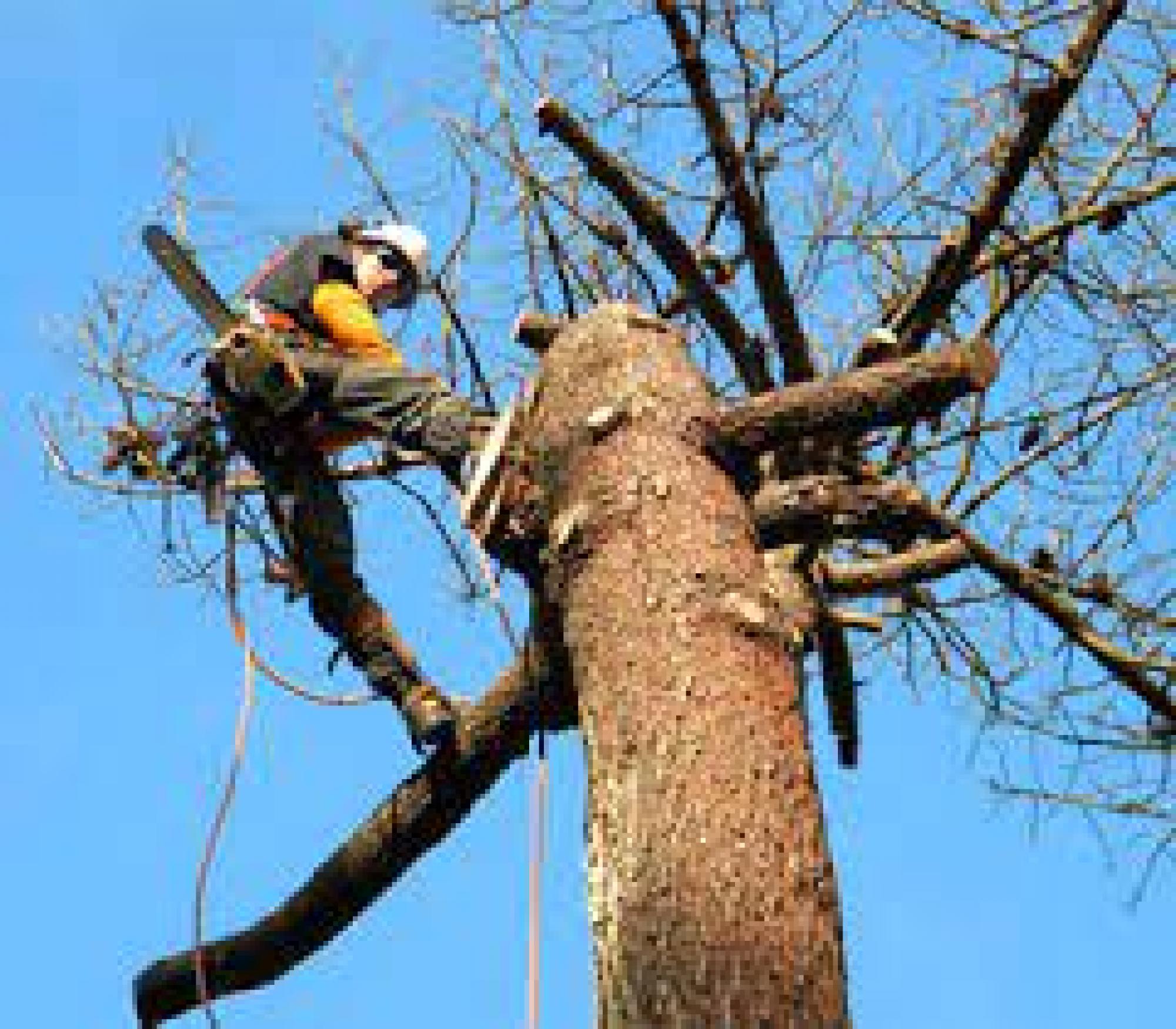 Etêtage d'arbre