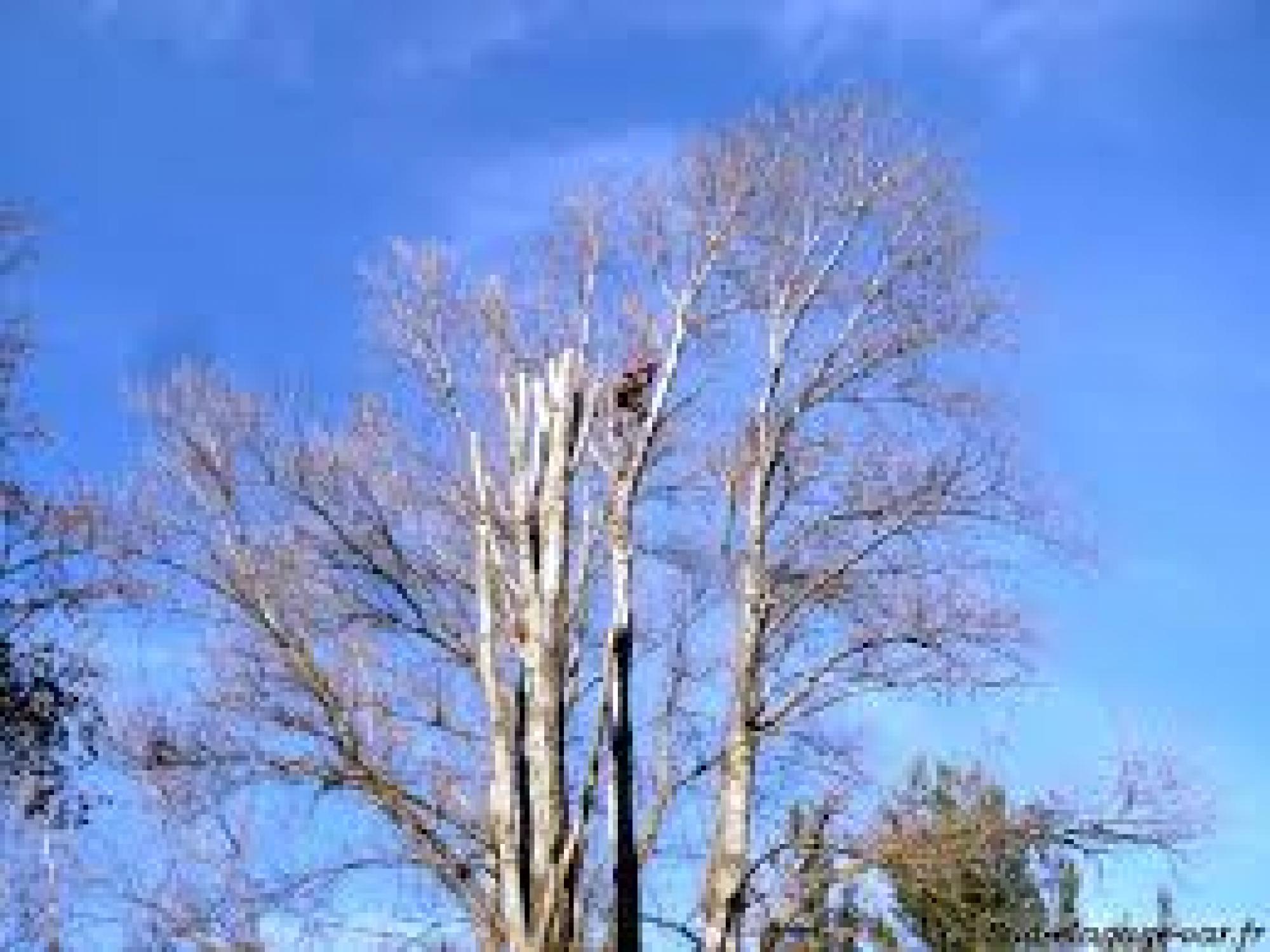 Etêtage d’arbre