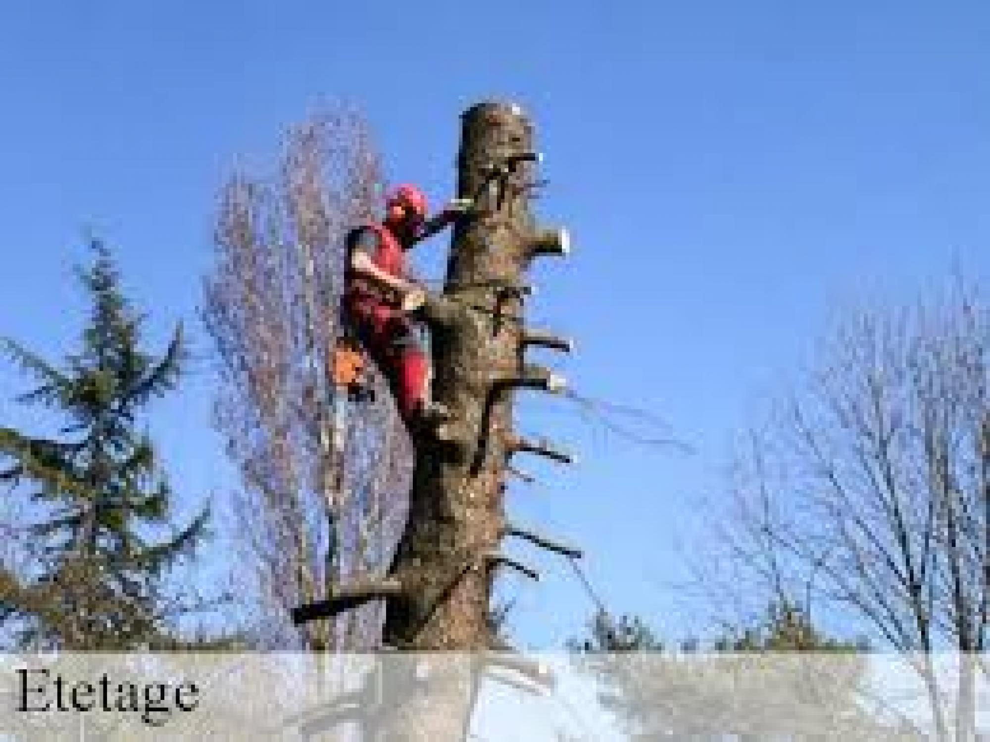 Etêtage d’arbre