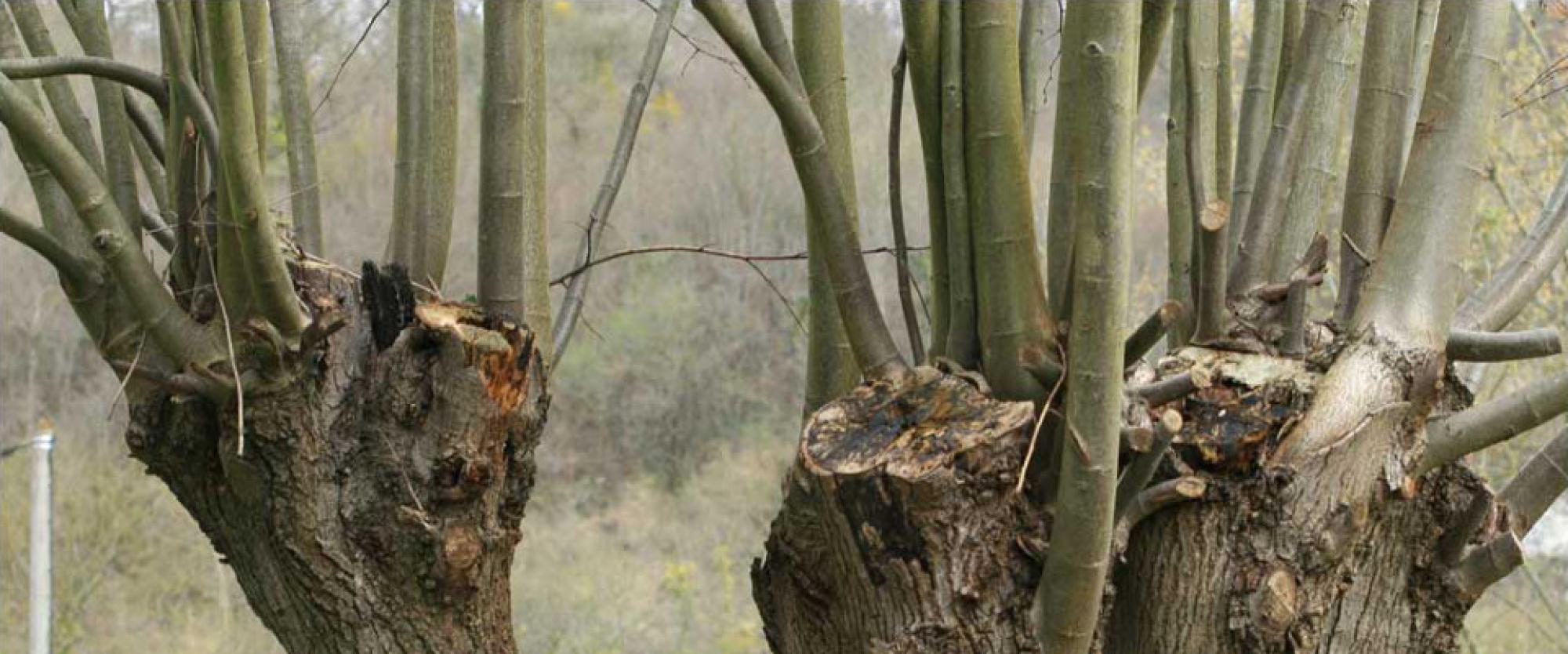 étêtage d'arbres