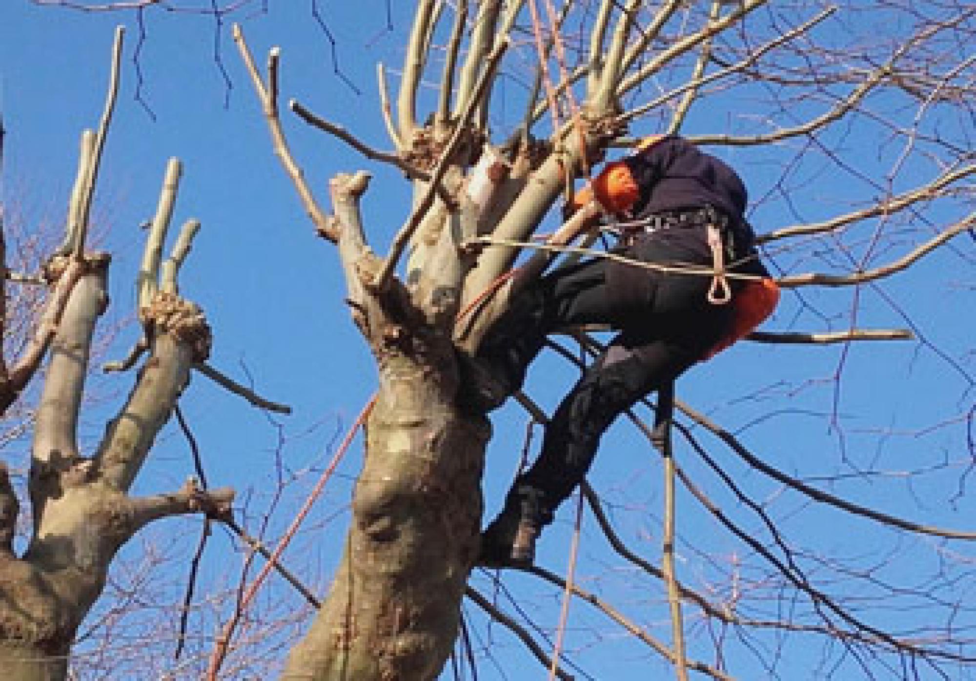 étêtage d'arbres