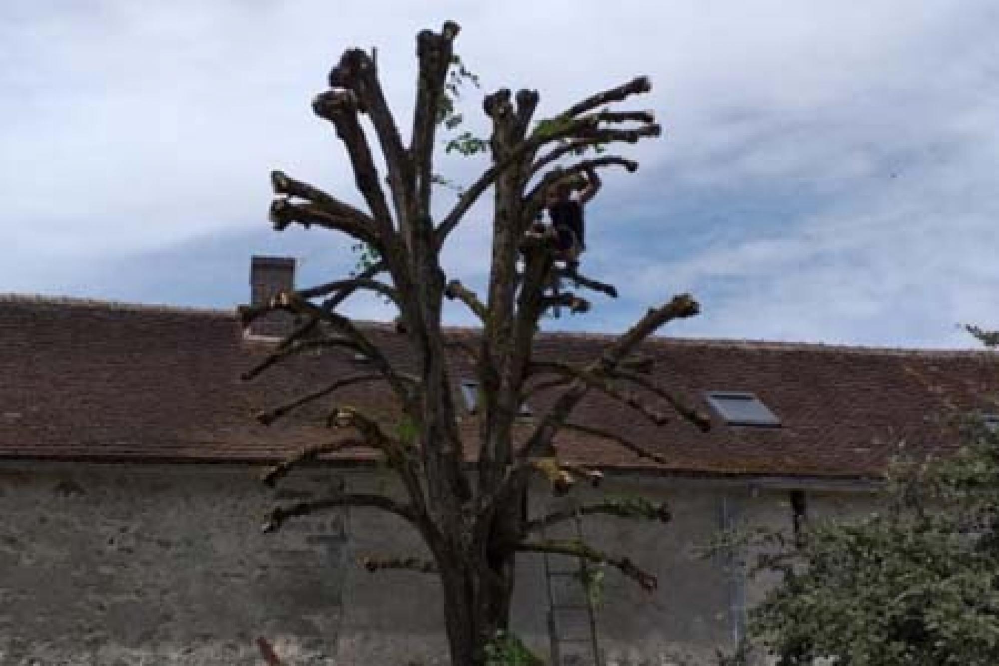 étêtage d'arbres