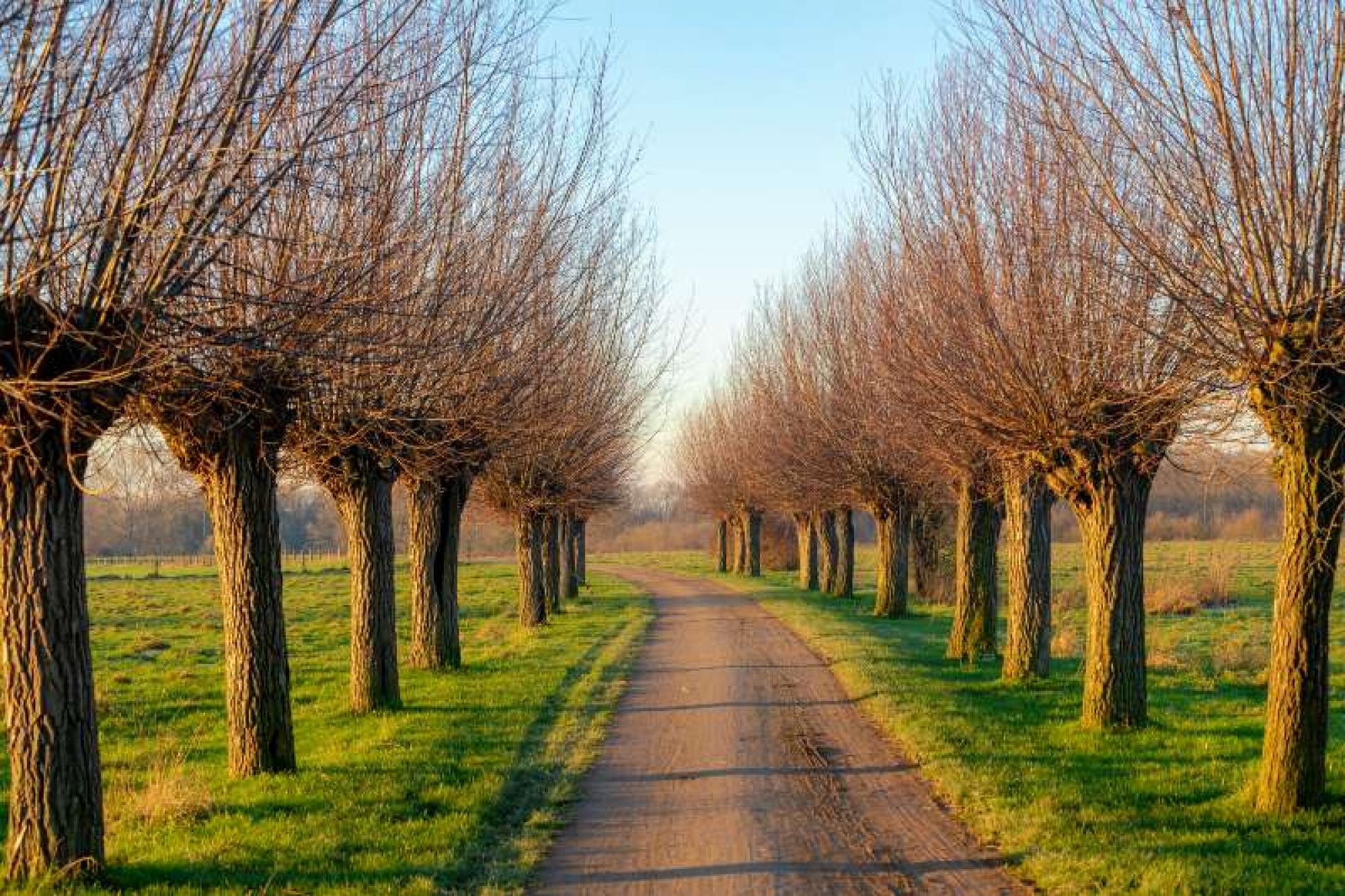 arbres étêtés 