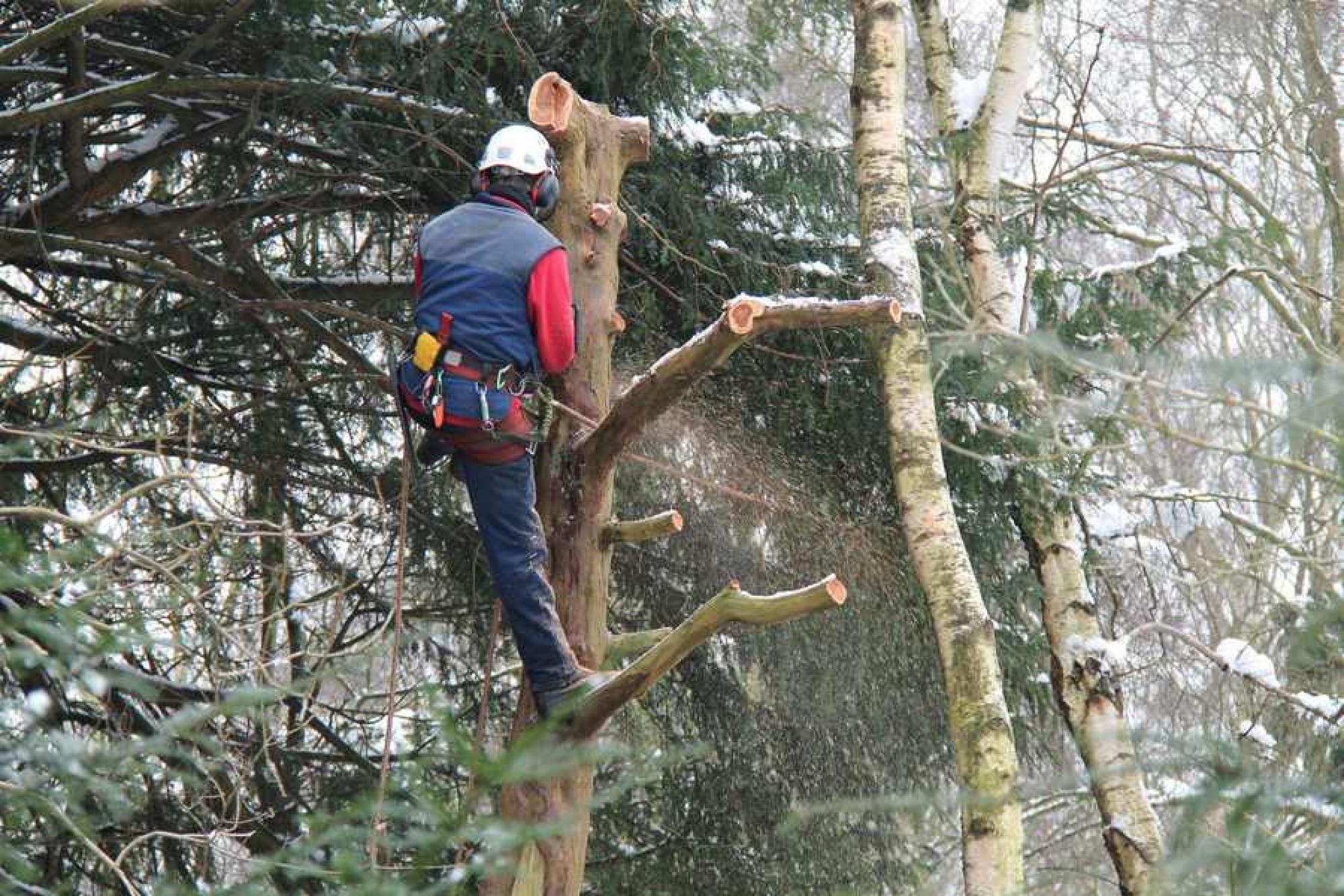 étêtage de sapins