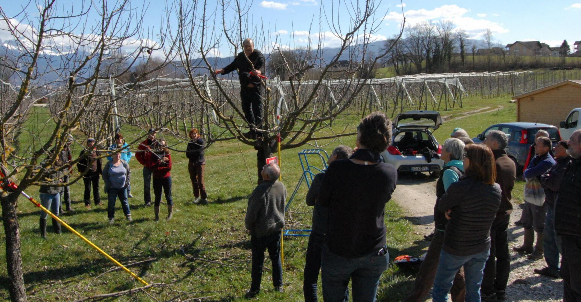 étêtage d'arbres 