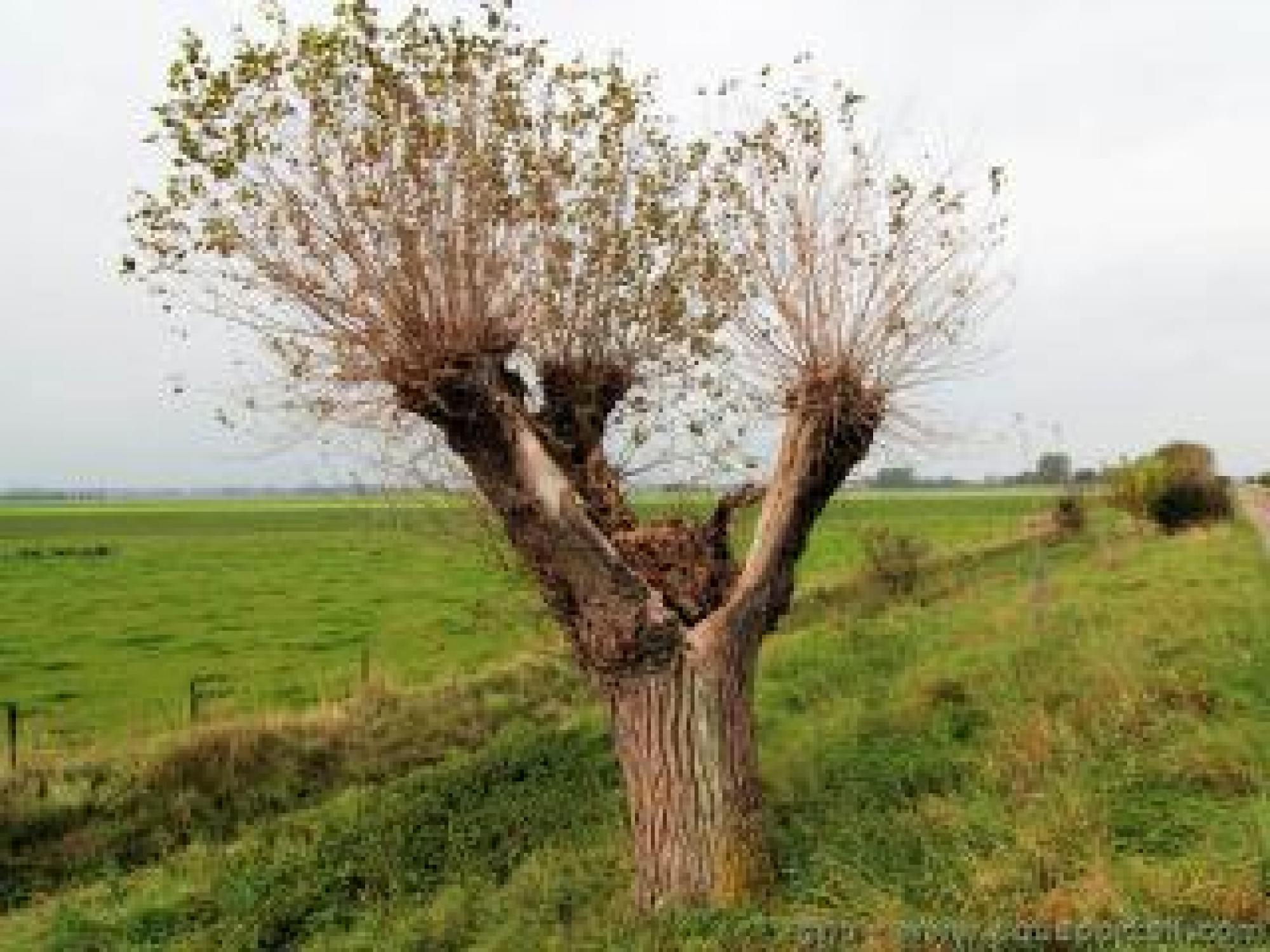 Etêtage d'arbres 