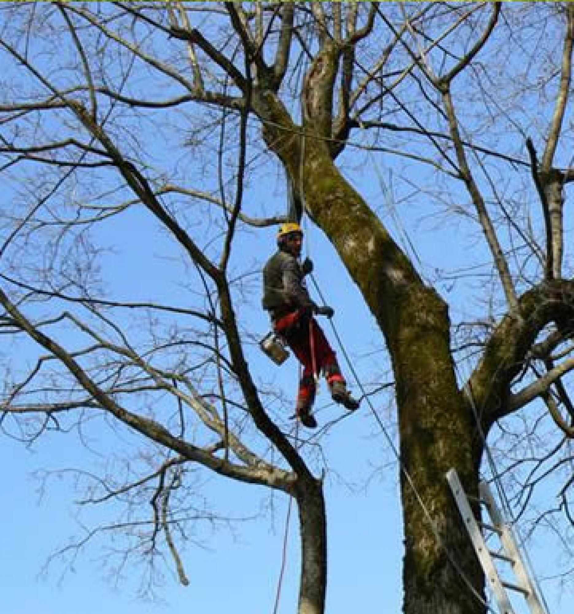 Etêtage d'arbre