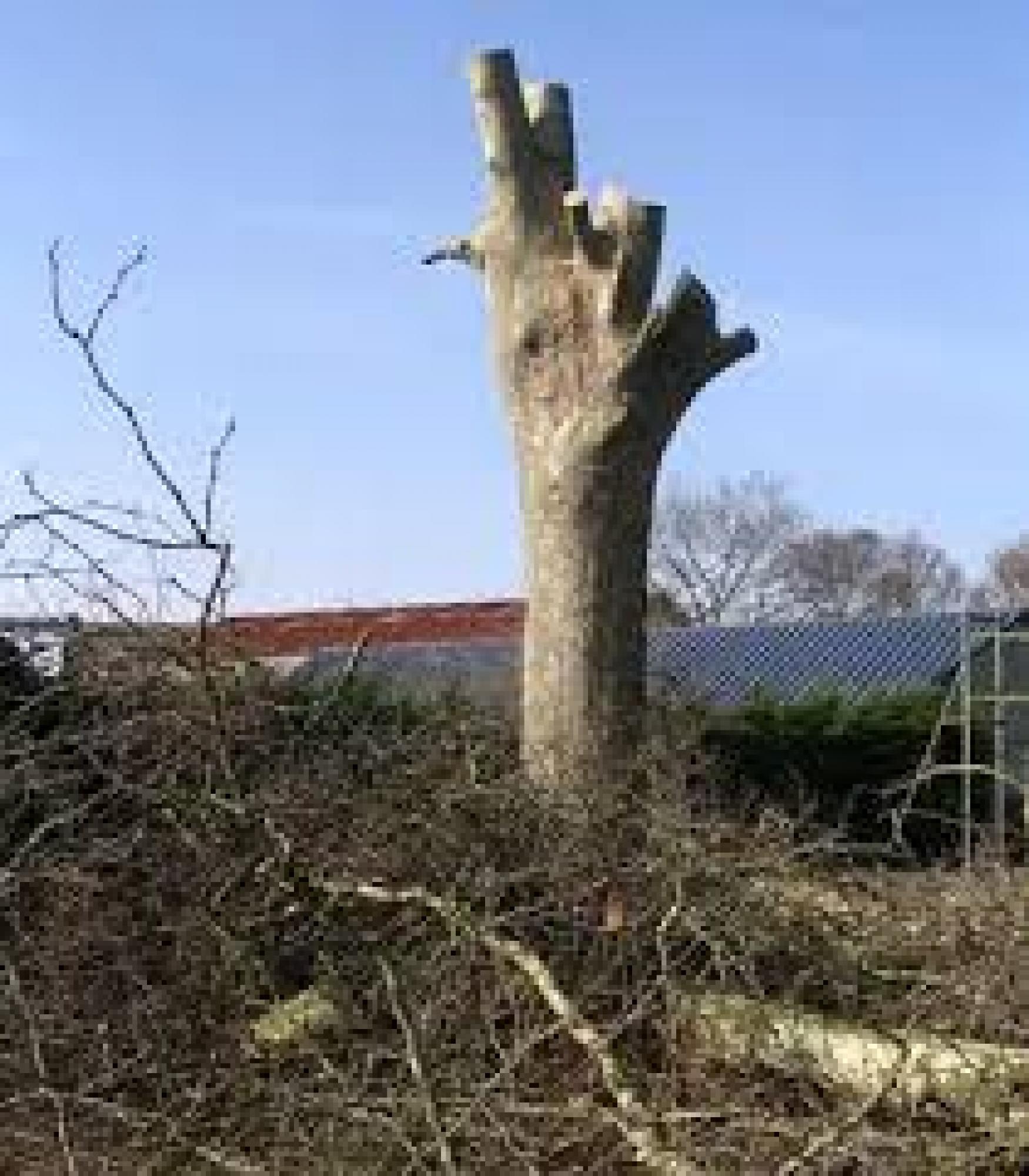 Etêtage d'arbre