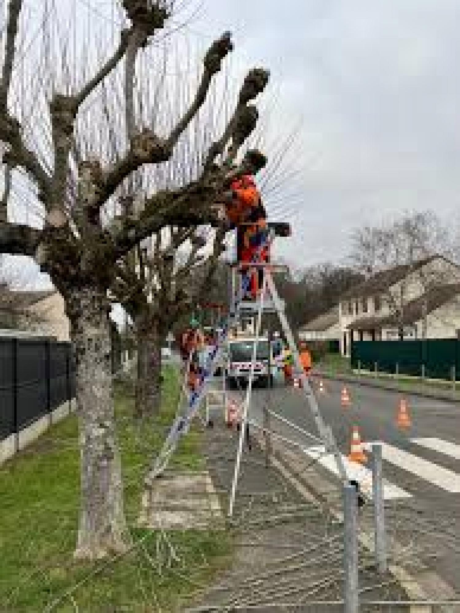 Etêtage d'arbre