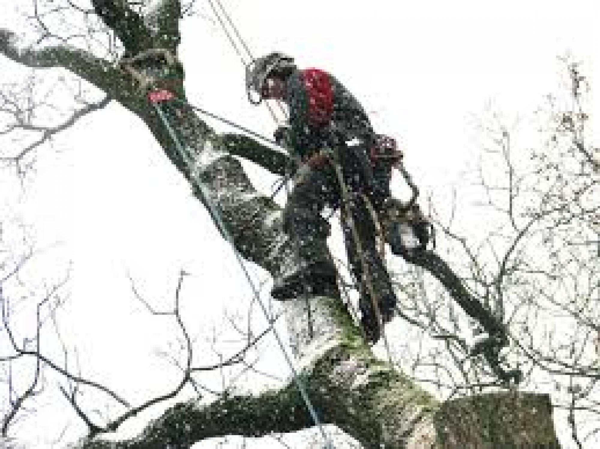 Etêtage d'arbre