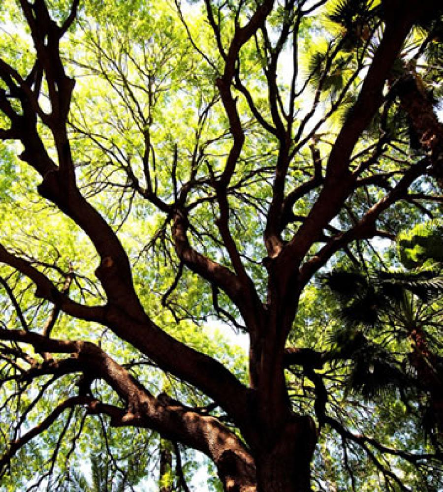 Étêtage d'arbre Indre-et-Loire - Artisan Coteux