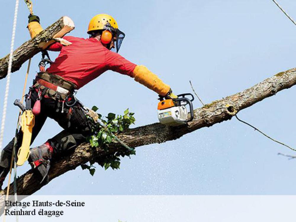 Etêtage arbre Hauts-de-Seine - Reinhard élagage