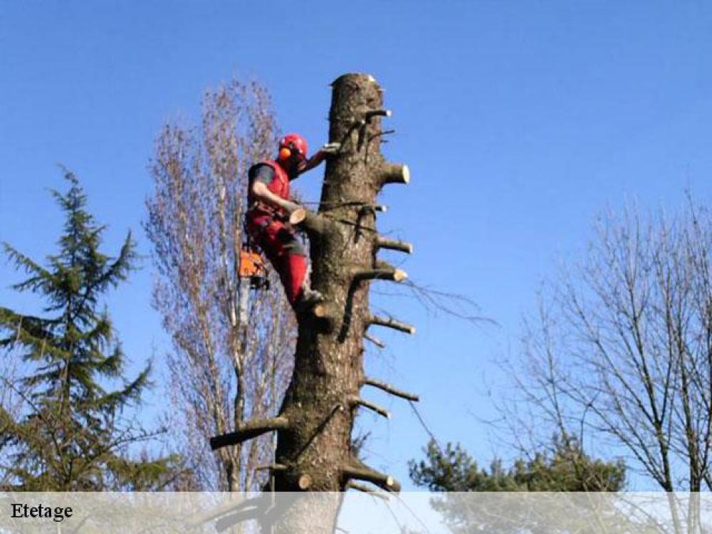 Etêtage arbre Indre-et-Loire - Capello Elagage