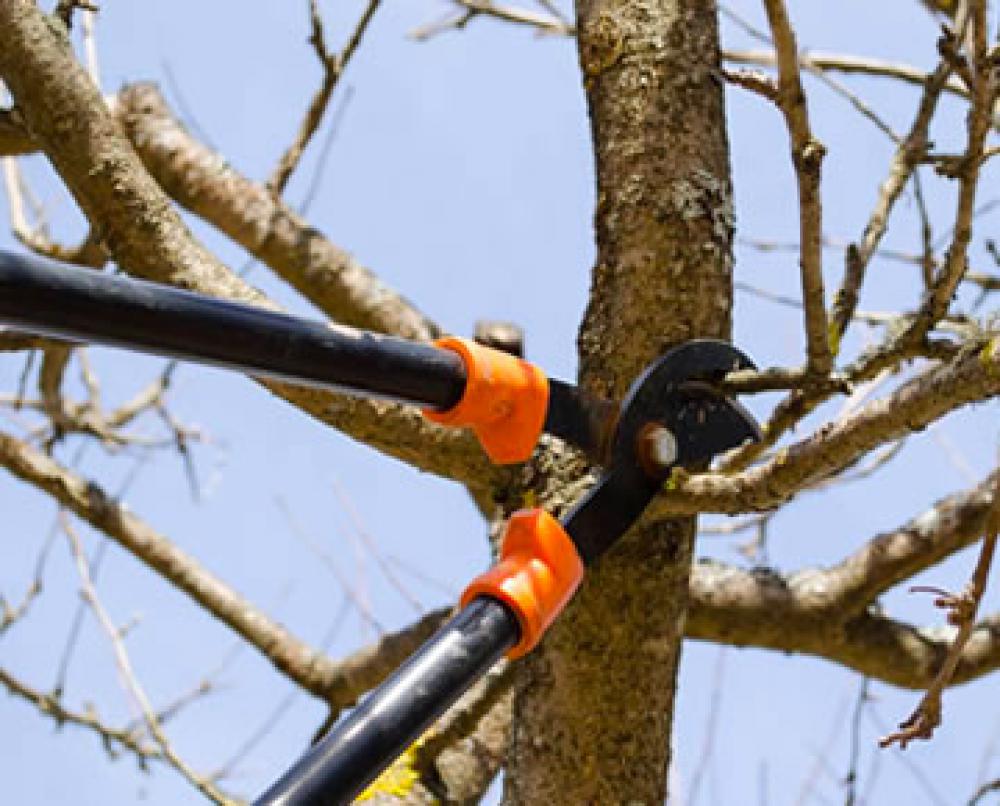 Etêtage arbre Puy-de-Dôme - Artisan Lamberger