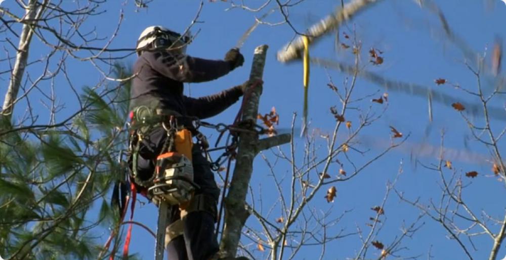 Etêtage arbre 91 - Bénicourt Élagage