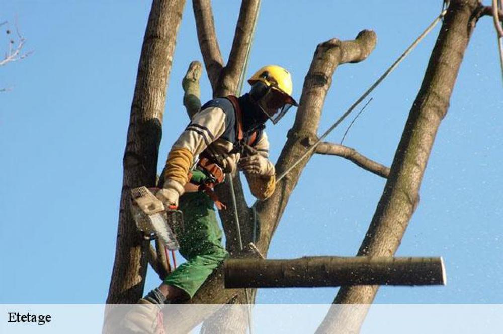 étêtage d’arbre