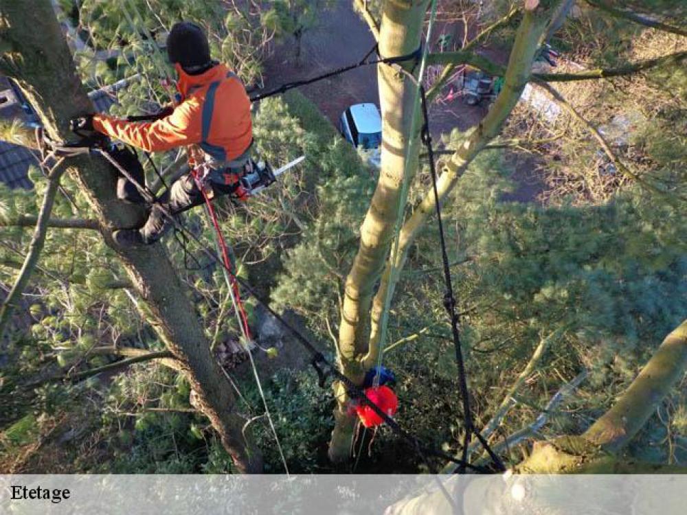 étêtage d’arbre