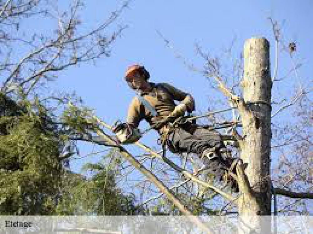 étêtage d’arbre