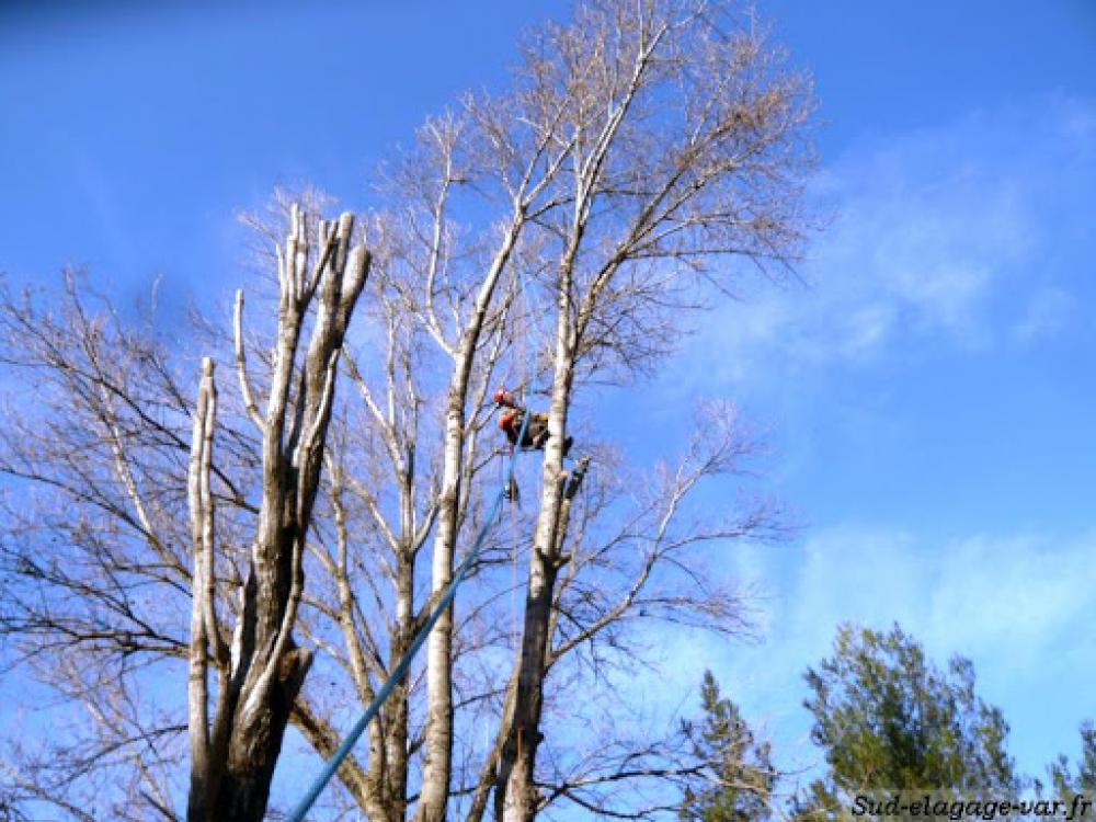 étêtage d’arbre