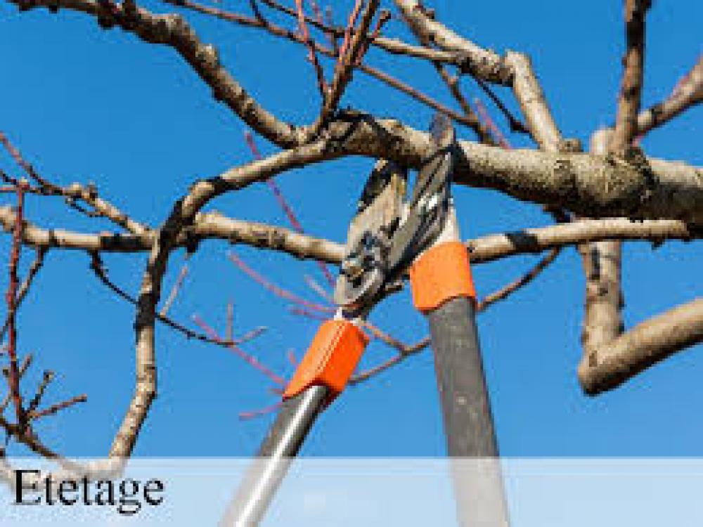 étêtage d’arbre