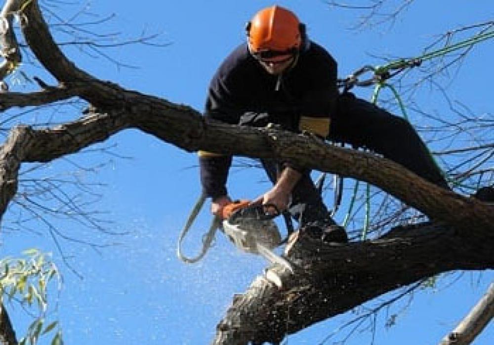 étêtage d’arbre