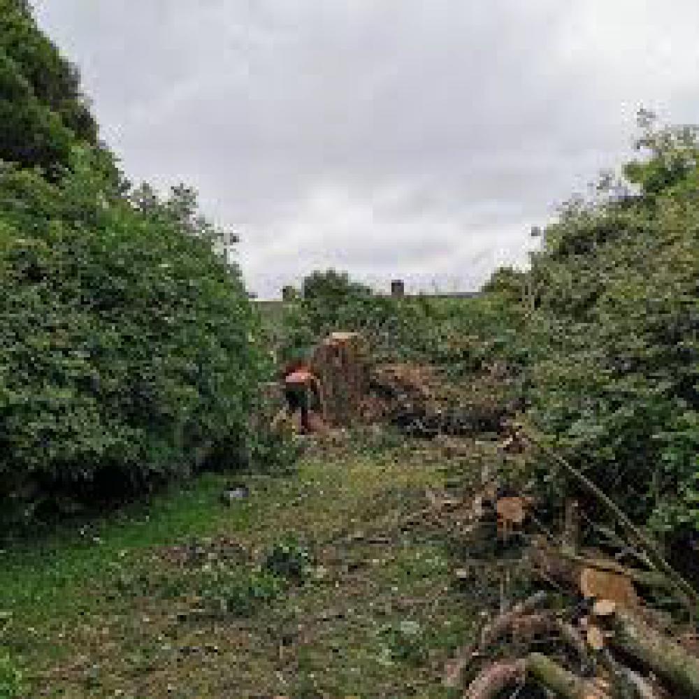 Étêtage d'arbre Val-d'Oise Artisan Hoffmann