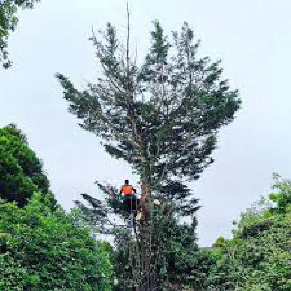 Étêtage d'arbre Bas-Rhin Artisan Wels