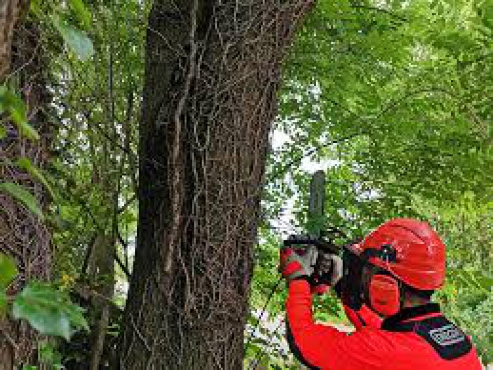 Étêtage d'arbre Pyrénées-Atlantiques Artisan Michel