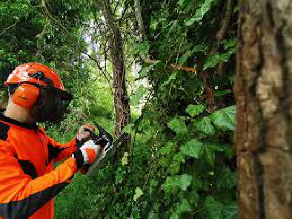 Étêtage d'arbre Val-de-Marne Bénicourt élagage