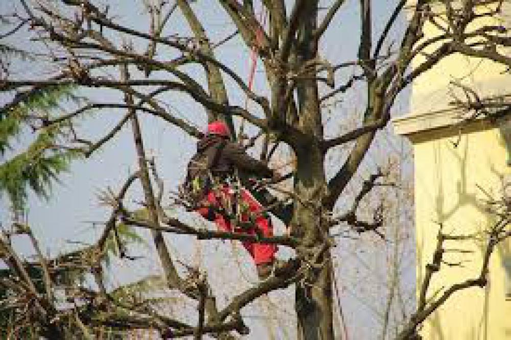 Étêtage d'arbre Yonne Lobry Élagage